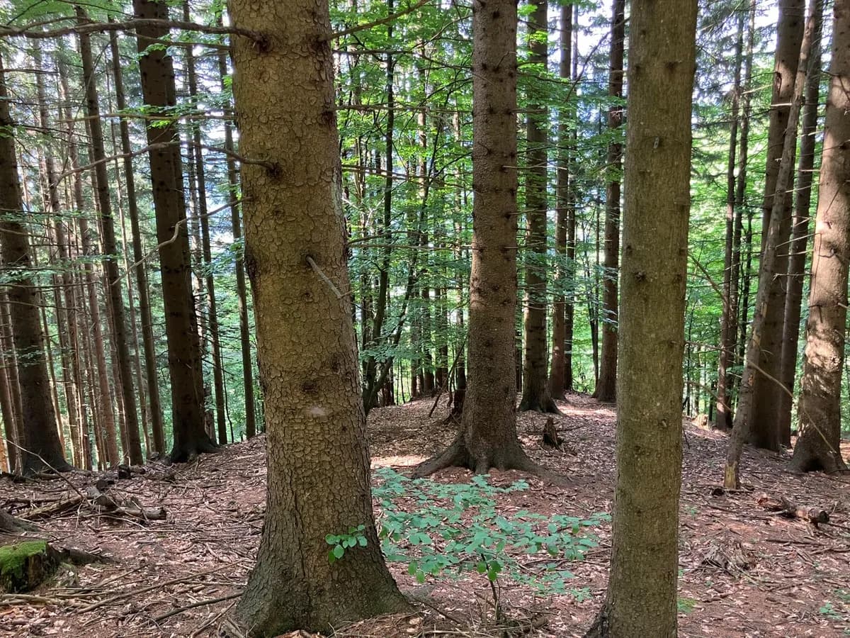 Grundstück kaufen in Hermagor – 37 976 m², € 3 – Bild 19 von 24