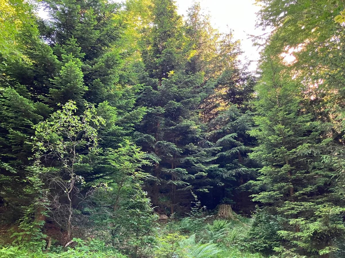 Grundstück kaufen in Hermagor – 37 976 m², € 3 – Bild 23 von 24