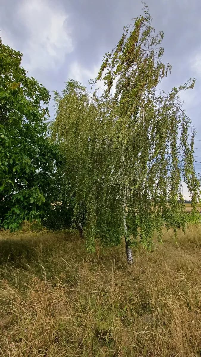 Grundstück kaufen in Horn – 575 m², € 5.000 – Bild 4 von 21
