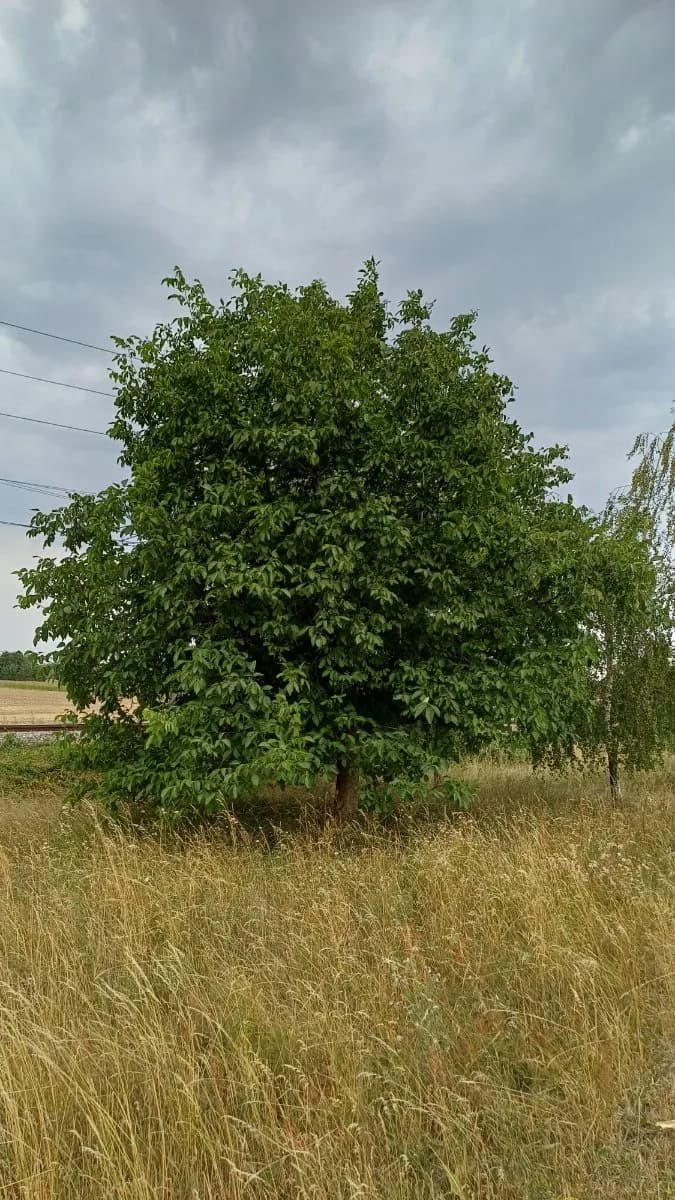 Grundstück kaufen in Horn – 575 m², € 5.000 – Bild 7 von 21