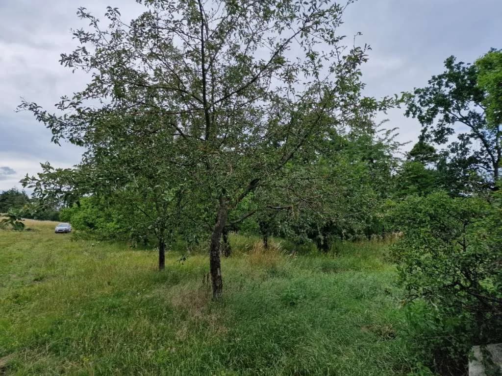 Grundstück mieten in Krems Land – 4 370 m², € 200 – Bild 2 von 5