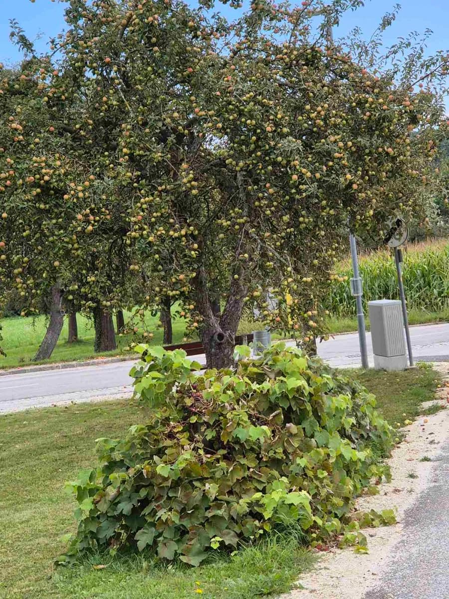 Grundstück kaufen in Hartberg-Fürstenfeld – 784 m², € 32.000 – Bild 8 von 8