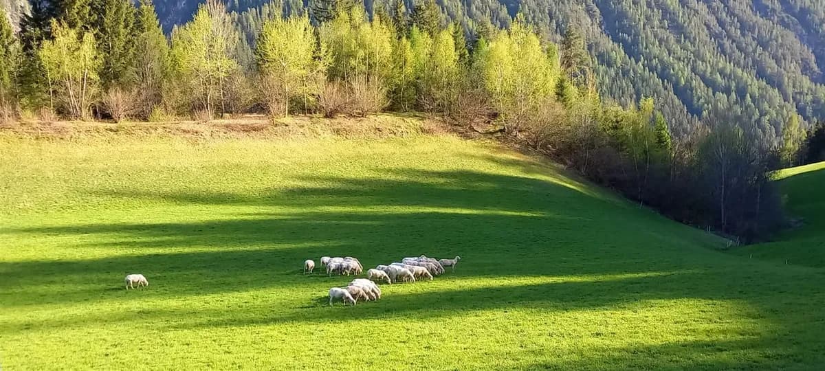 Grundstück kaufen in Lienz – 257 m², € 779.000 – Bild 8 von 30