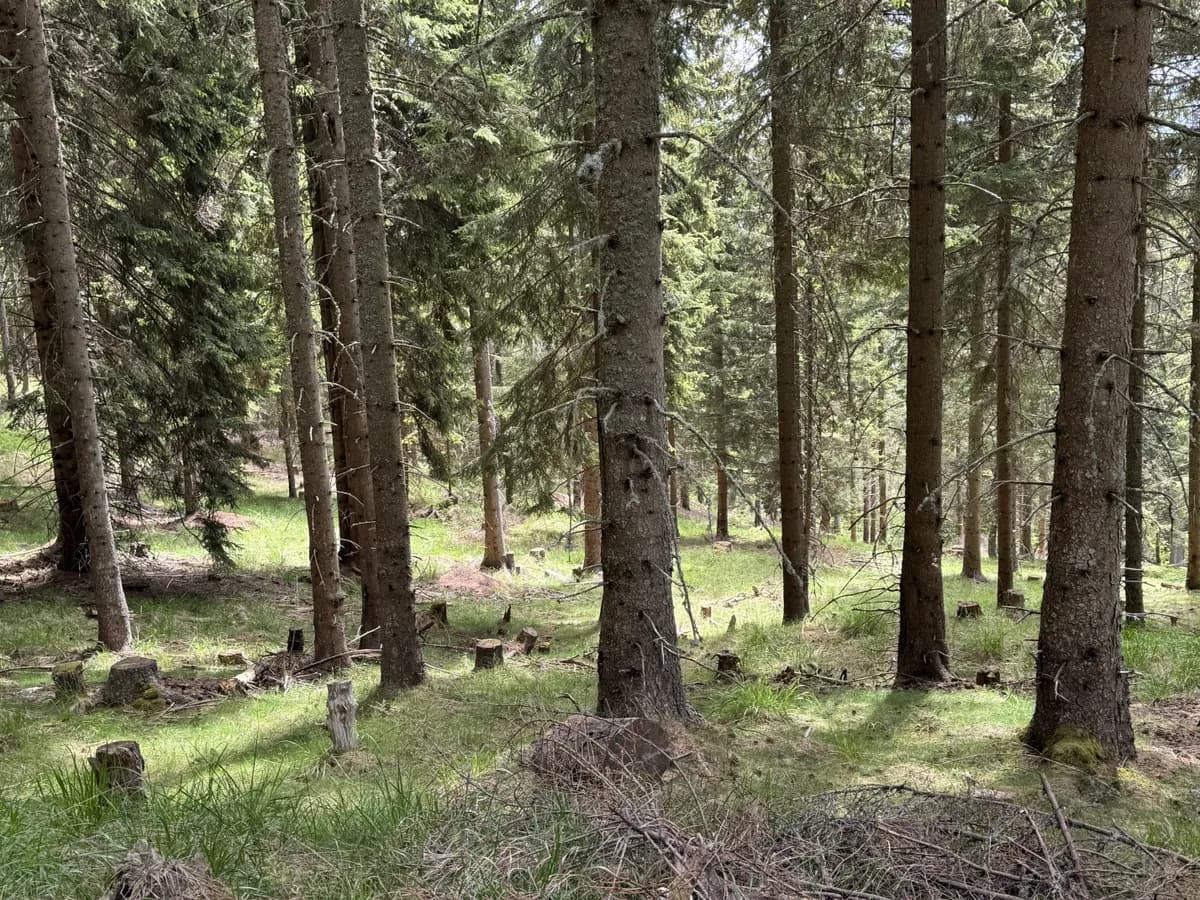 Grundstück kaufen in Feldkirchen – 100 000 m²