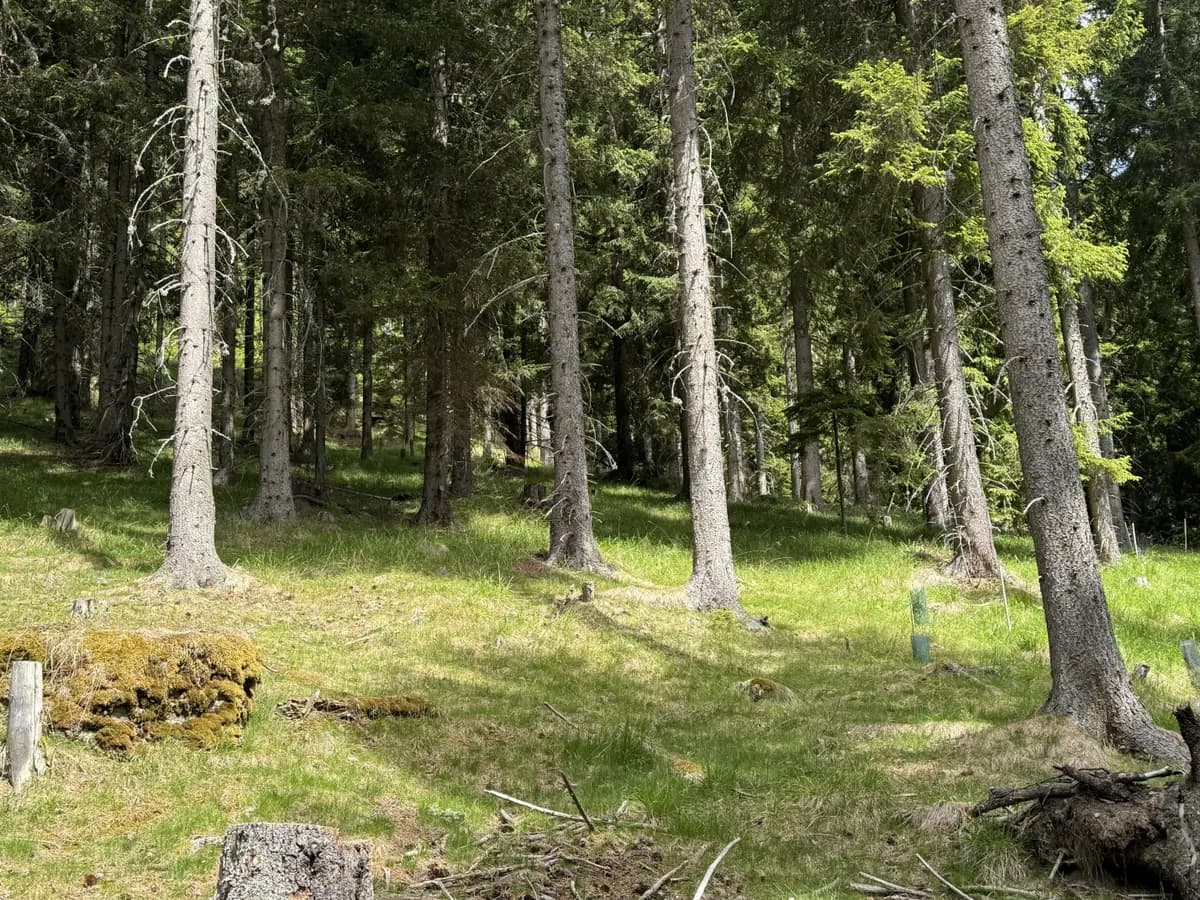 Grundstück kaufen in Feldkirchen – 100 000 m² – Bild 3 von 6