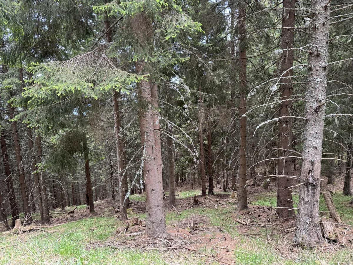 Grundstück kaufen in Feldkirchen – 100 000 m² – Bild 4 von 6