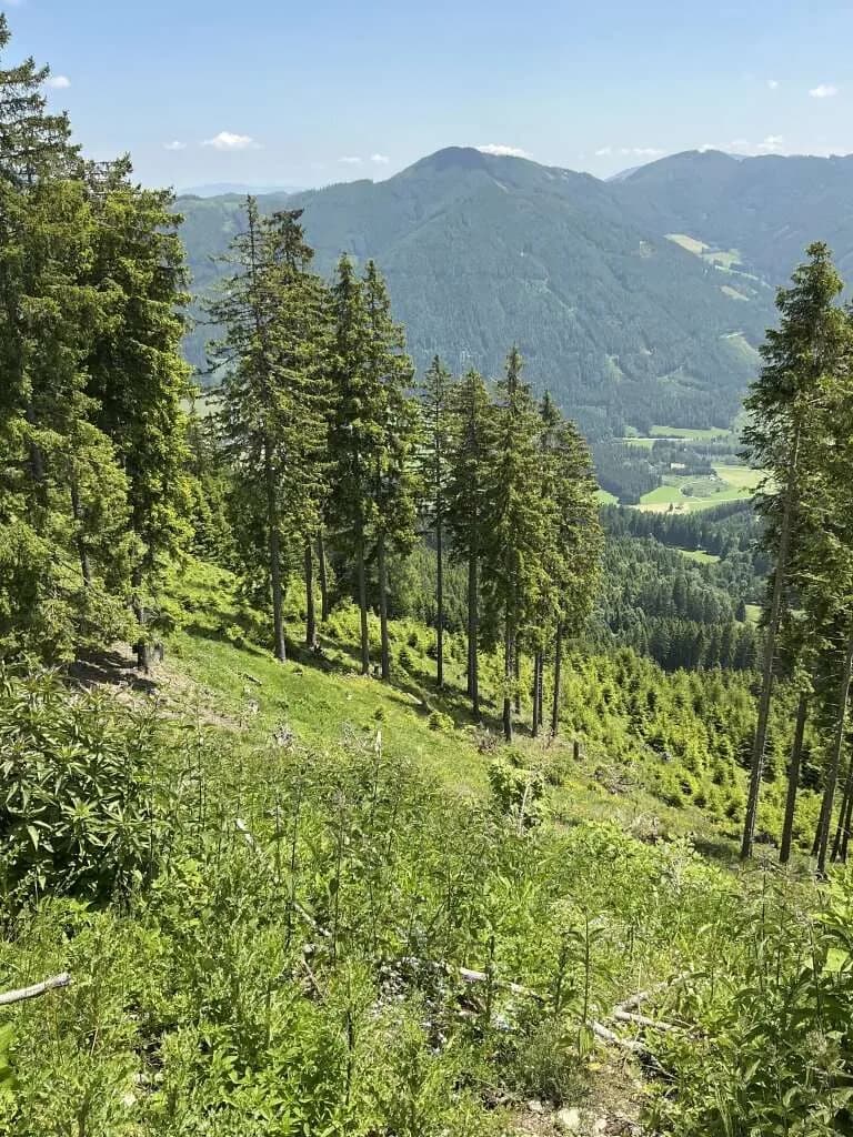 Immobilie kaufen in Murau – 199 955 m², € 299.000 – Bild 3 von 7