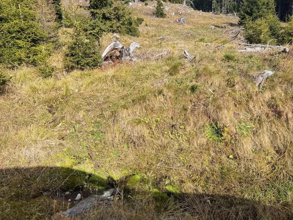 Immobilie kaufen in Murau – 199 955 m², € 299.000 – Bild 6 von 7