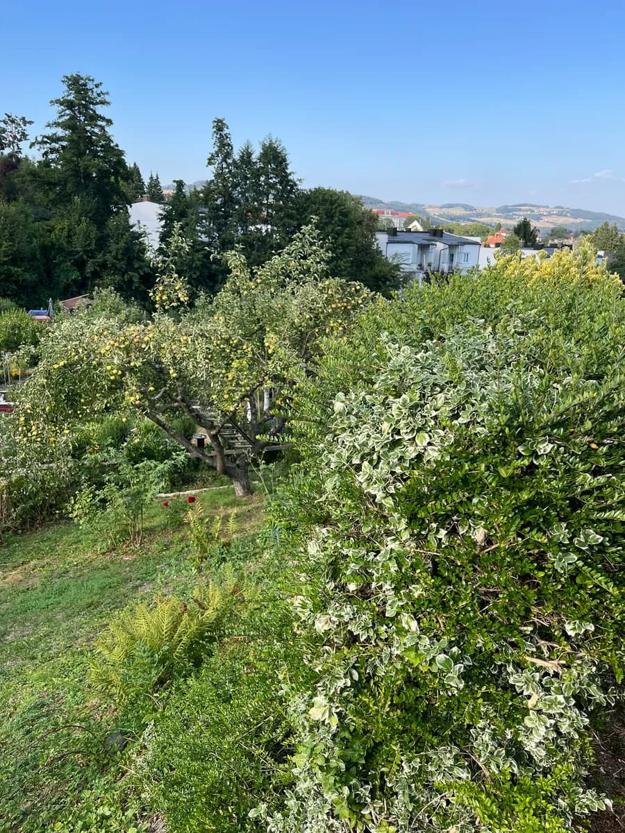 Immobilie kaufen in Linz – 315 m², € 5.500 – Bild 2 von 5
