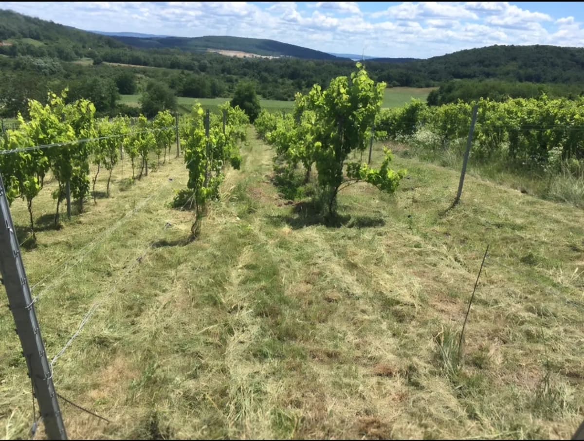 Grundstück kaufen in Österreich – 5 127 m², € 36.000 – Bild 3 von 6