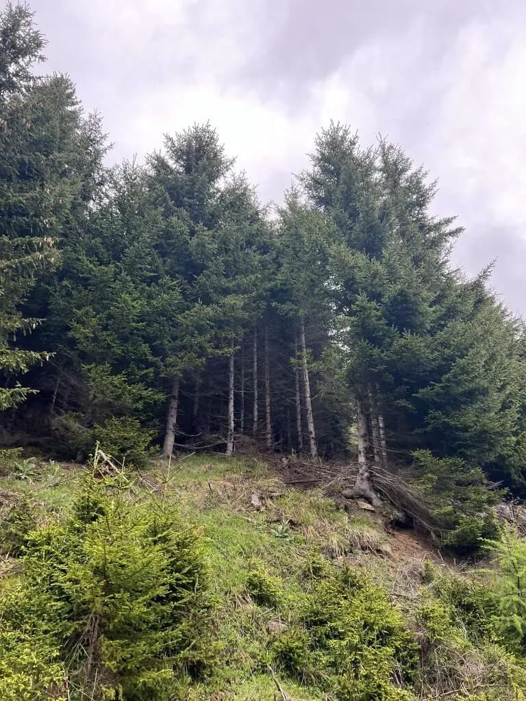 Immobilie kaufen in Murau – 87 000 m², € 130.000 – Bild 6 von 6