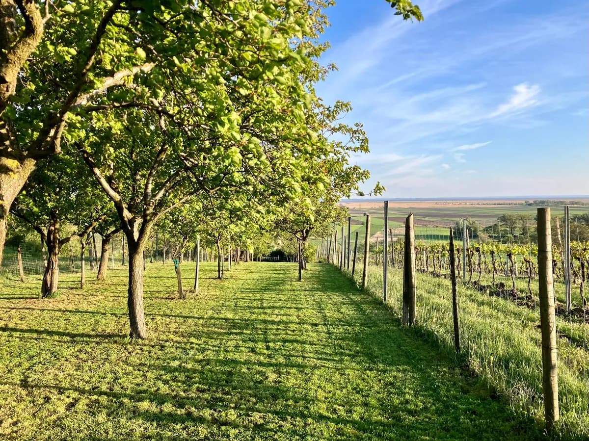 Grundstück kaufen in Neusiedl am See – 1 485 m², € 39.000 – Bild 7 von 14