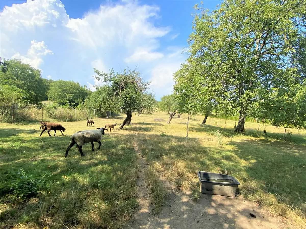 Grundstück kaufen in Baden – 3 635 m², € 798.000 – Bild 4 von 5