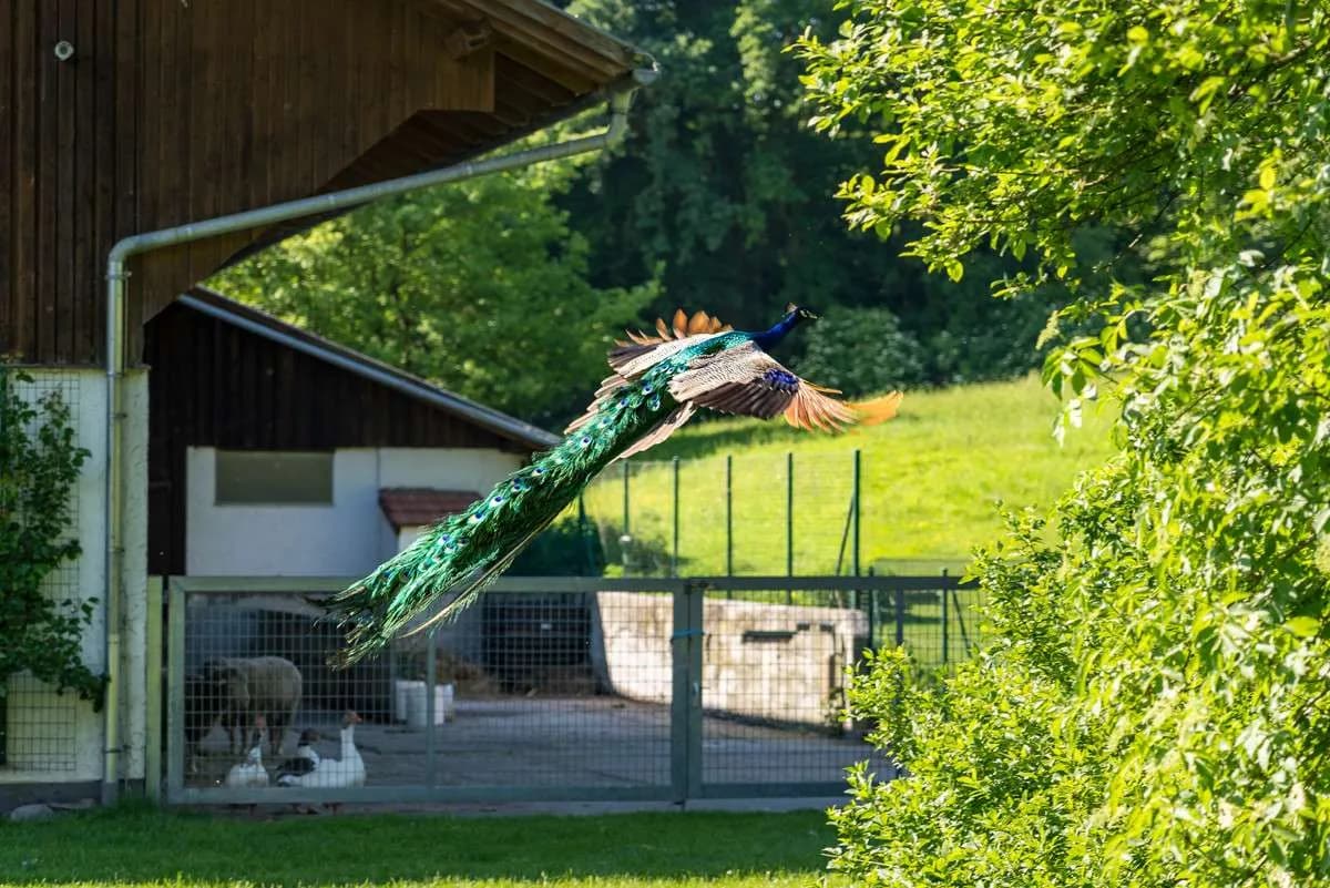 Immobilie kaufen in Braunau am Inn – 414 m², € 3.200.000 – Bild 27 von 32