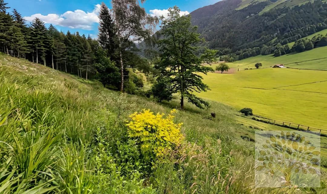 Grundstück kaufen in Villach Land – 4 181 m² – Bild 3 von 9