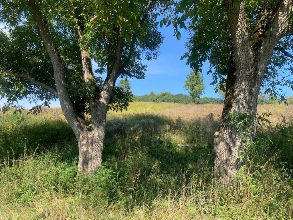 Grundstück kaufen in Sankt Veit an der Glan – 27 000 m², € 249.000 – Bild 8 von 12