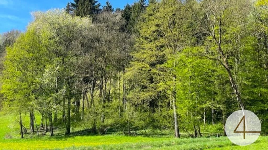Grundstück kaufen in Scheibbs – 937 m², € 61.842 – Bild 4 von 6