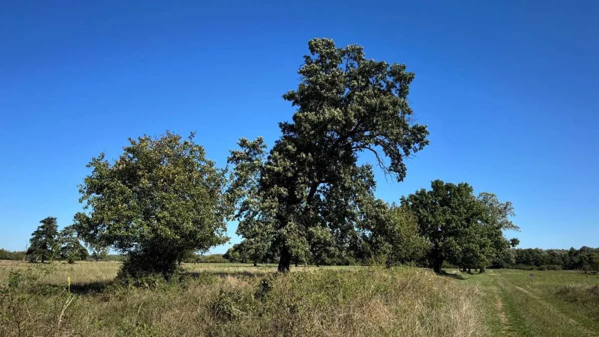 Immobilie kaufen in Österreich – 8 791 m², € 99.800 – Bild 11 von 13
