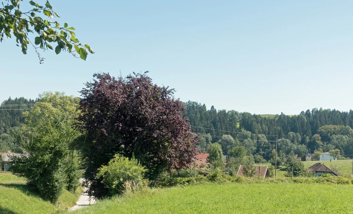 Grundstück kaufen in Grieskirchen – 1 390 m², € 273.000