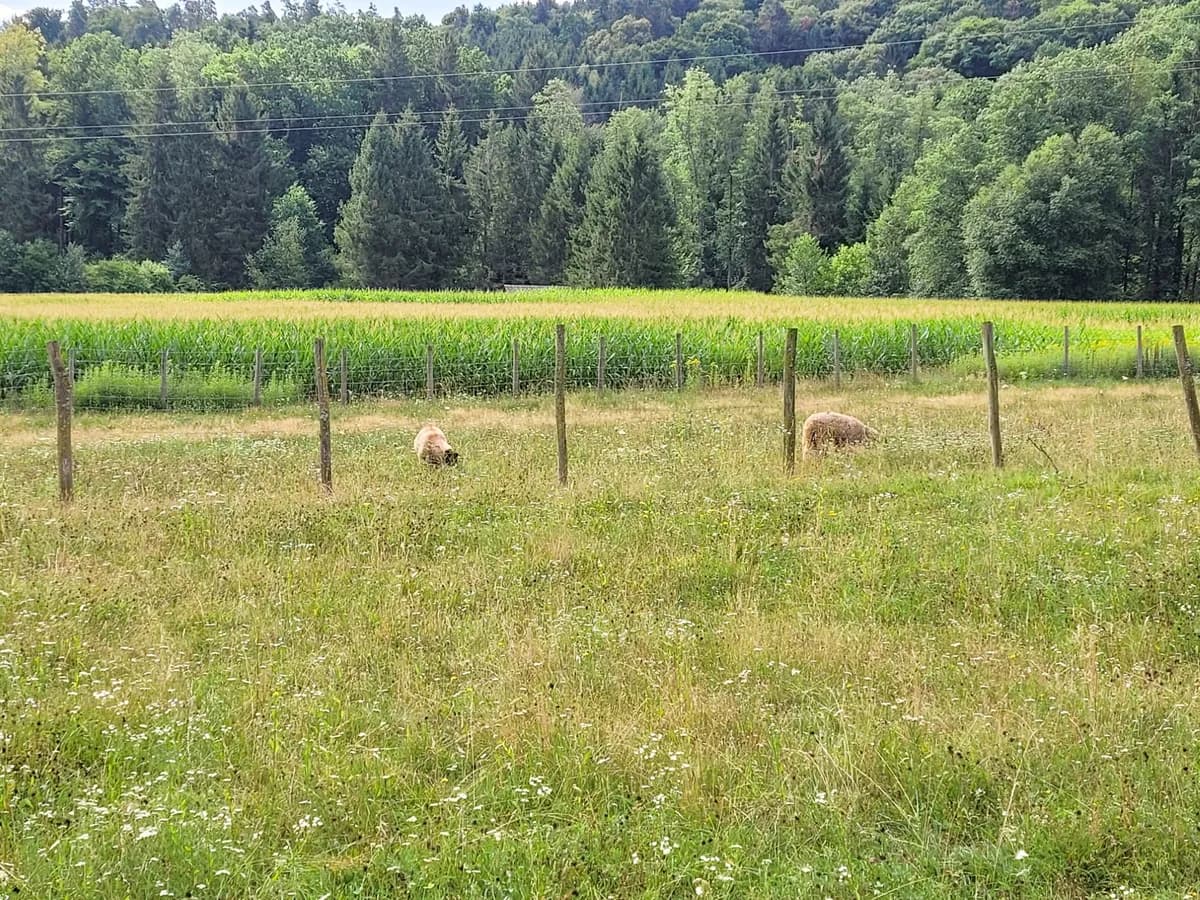 Grundstück kaufen in Hartberg-Fürstenfeld – 8 742 m², € 69.000 – Bild 20 von 21