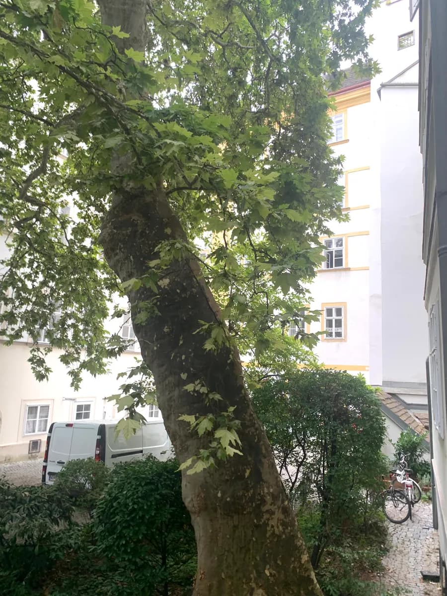 1-Zimmer-Wohnung mieten in Wien – 40 m², € 1.014 – Bild 5 von 12