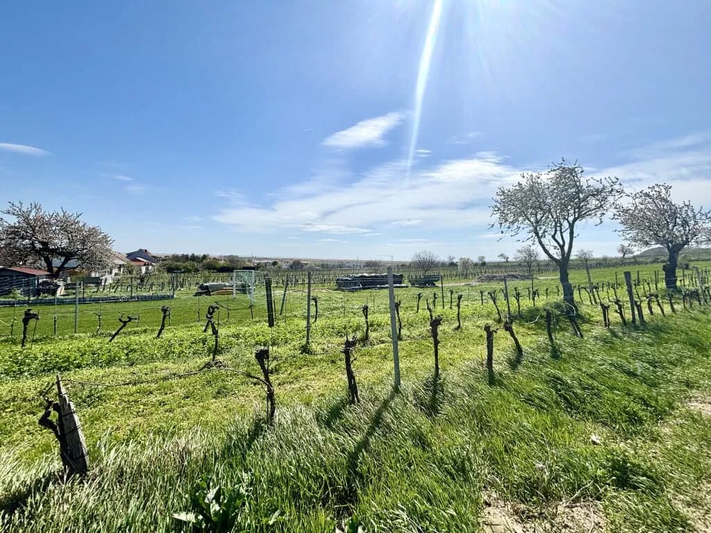 Grundstück kaufen in Neusiedl am See – 1 680 m², € 149.800