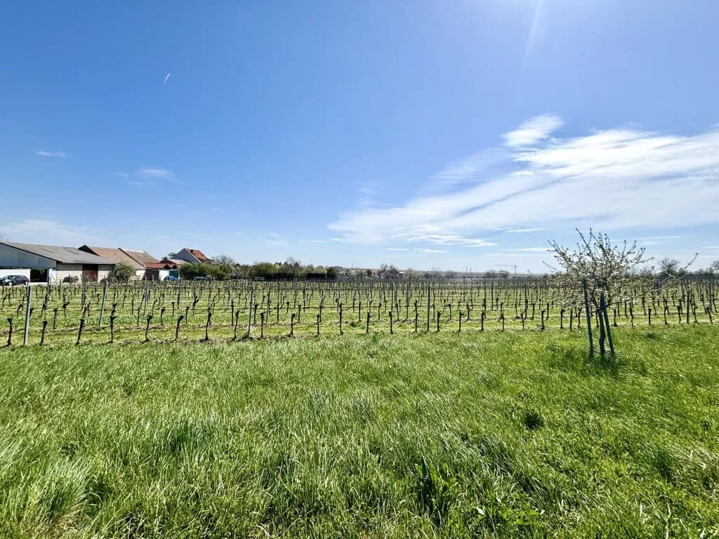 Grundstück kaufen in Neusiedl am See – 1 680 m², € 149.800 – Bild 3 von 6