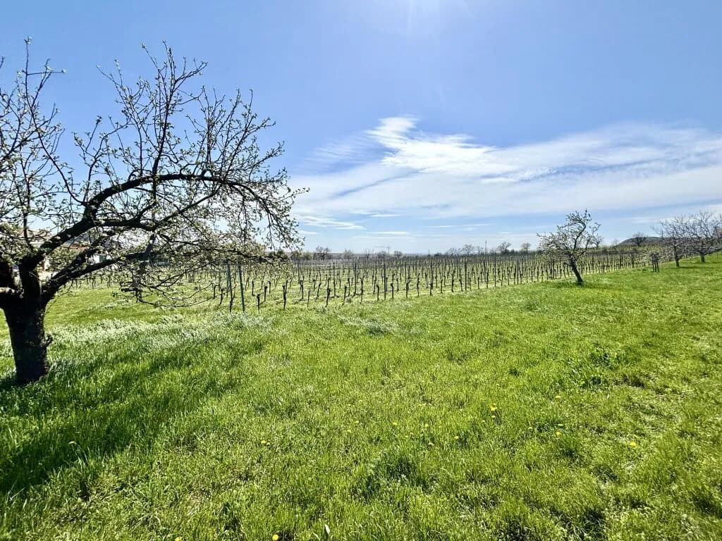 Grundstück kaufen in Neusiedl am See – 1 680 m², € 149.800 – Bild 4 von 6