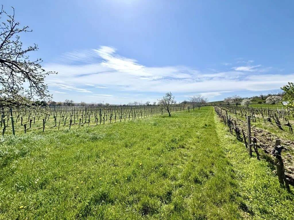 Grundstück kaufen in Neusiedl am See – 1 680 m², € 149.800 – Bild 5 von 6