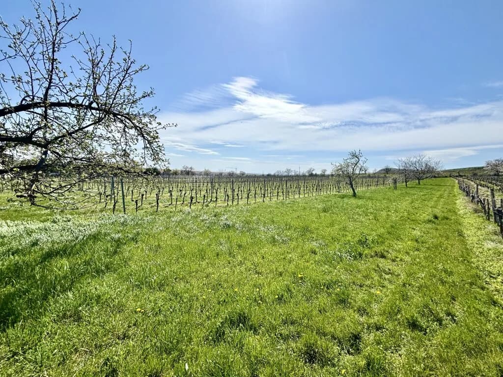 Grundstück kaufen in Neusiedl am See – 1 680 m², € 149.800 – Bild 6 von 6