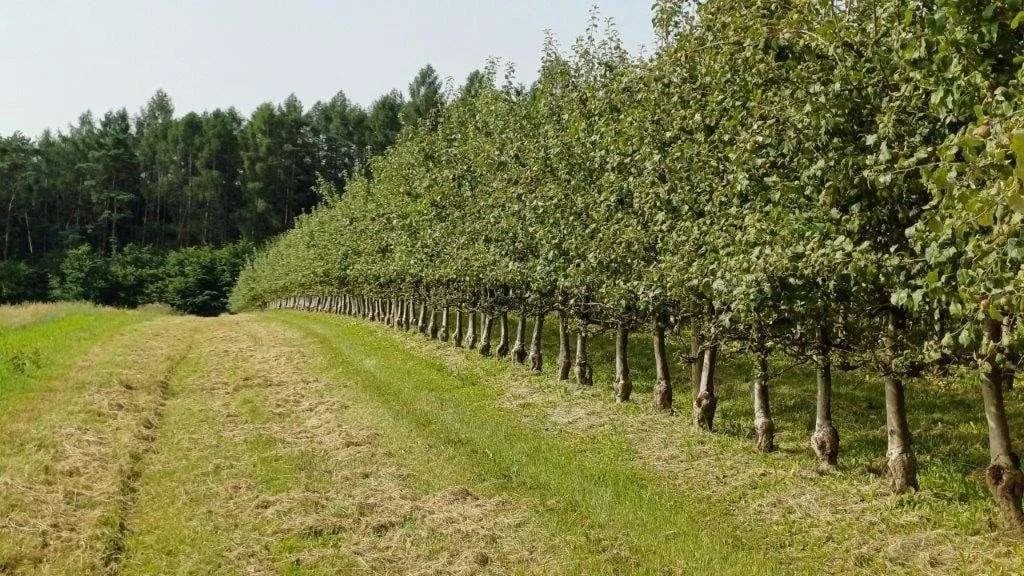 Grundstück kaufen in Jennersdorf – 14 438 m² – Bild 4 von 9