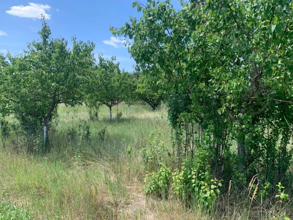 Immobilie kaufen in Gänserndorf – 10 460 m², € 84.000