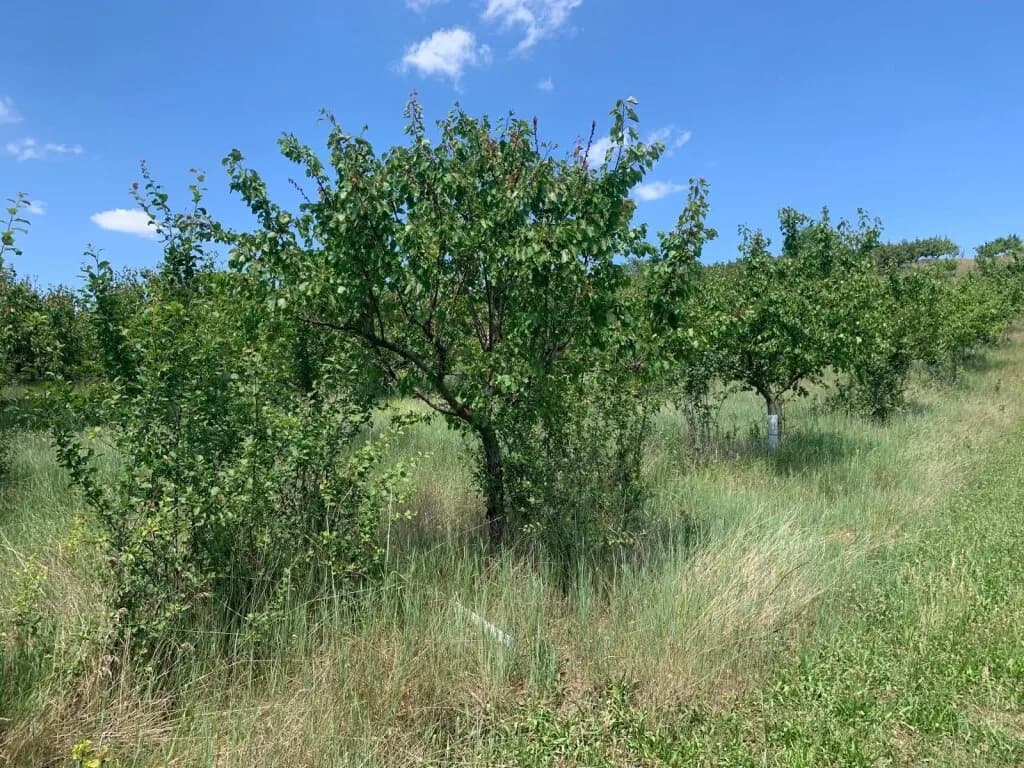 Immobilie kaufen in Gänserndorf – 10 460 m², € 84.000 – Bild 4 von 4