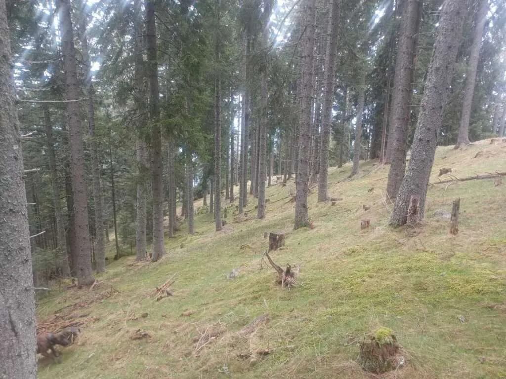 Grundstück kaufen in Villach Land – 41 050 m² – Bild 5 von 6