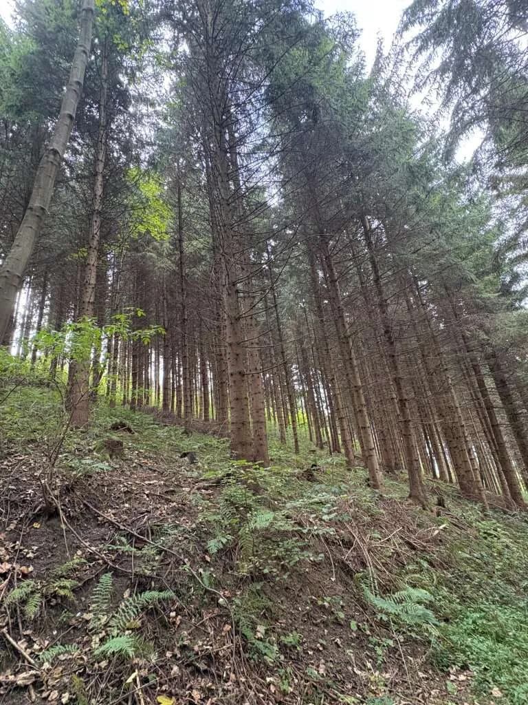 Grundstück kaufen in Murtal – 80 000 m² – Bild 2 von 3