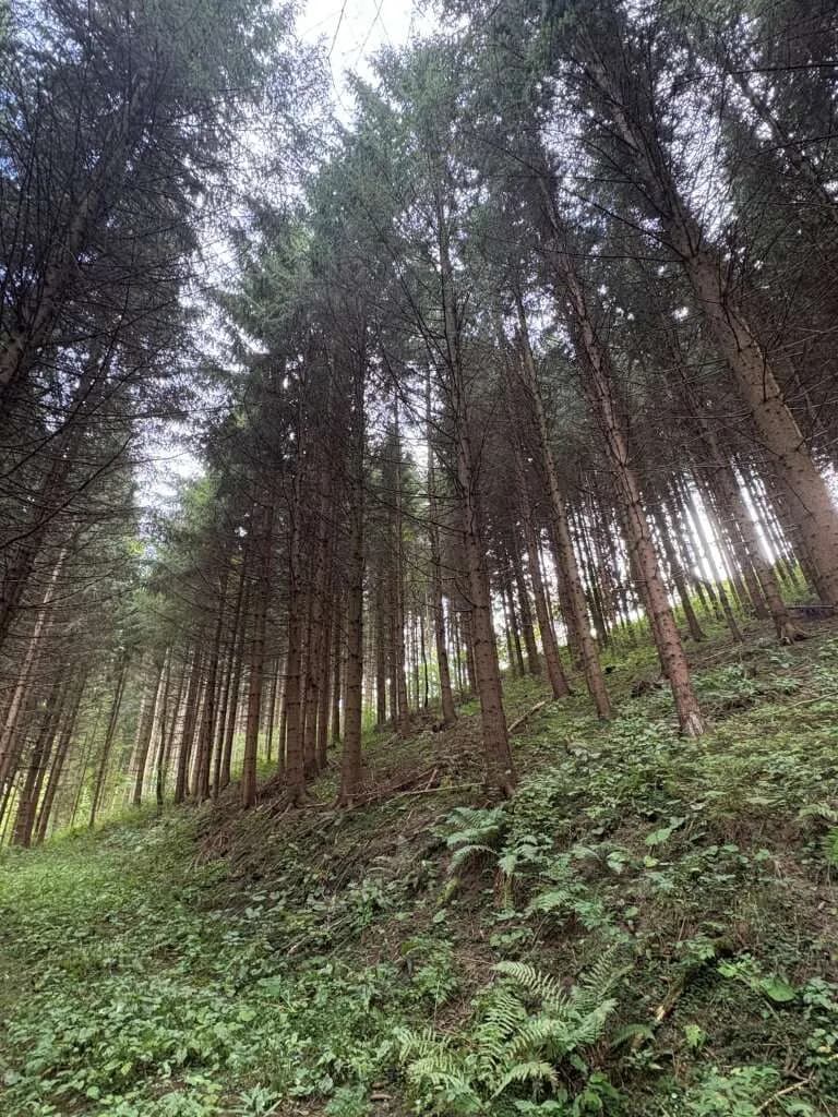 Grundstück kaufen in Murtal – 80 000 m² – Bild 3 von 3