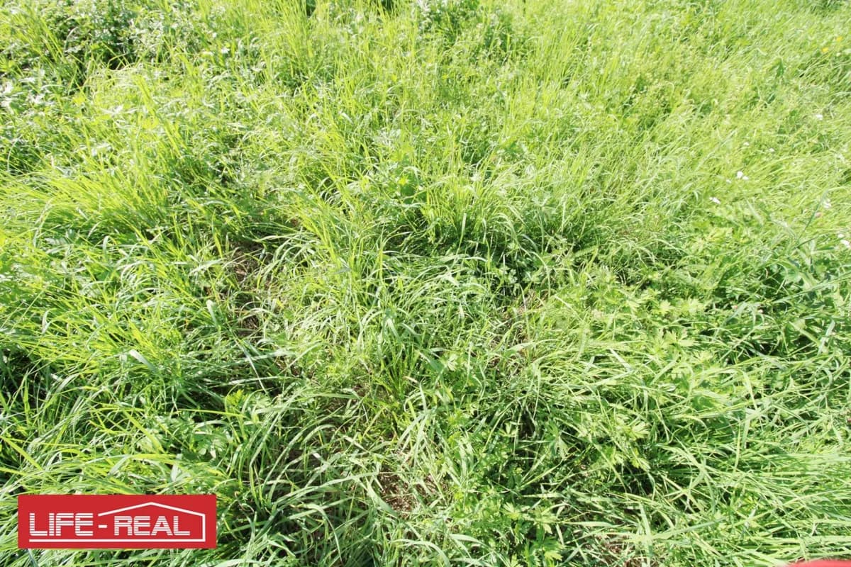 Immobilie kaufen in Freistadt – 10 493 m², € 599.000 – Bild 1 von 11
