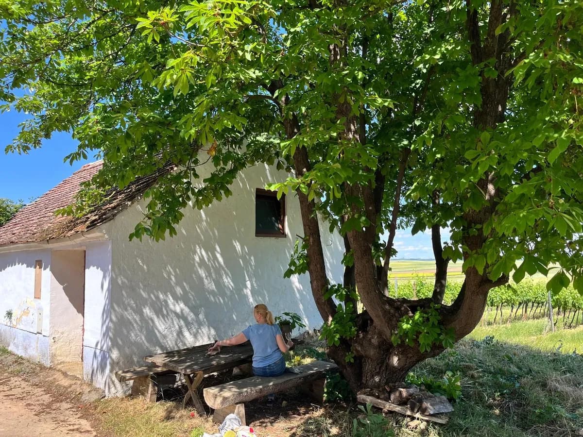 Immobilie kaufen in Horn – 94 m², € 24.500 – Bild 2 von 15