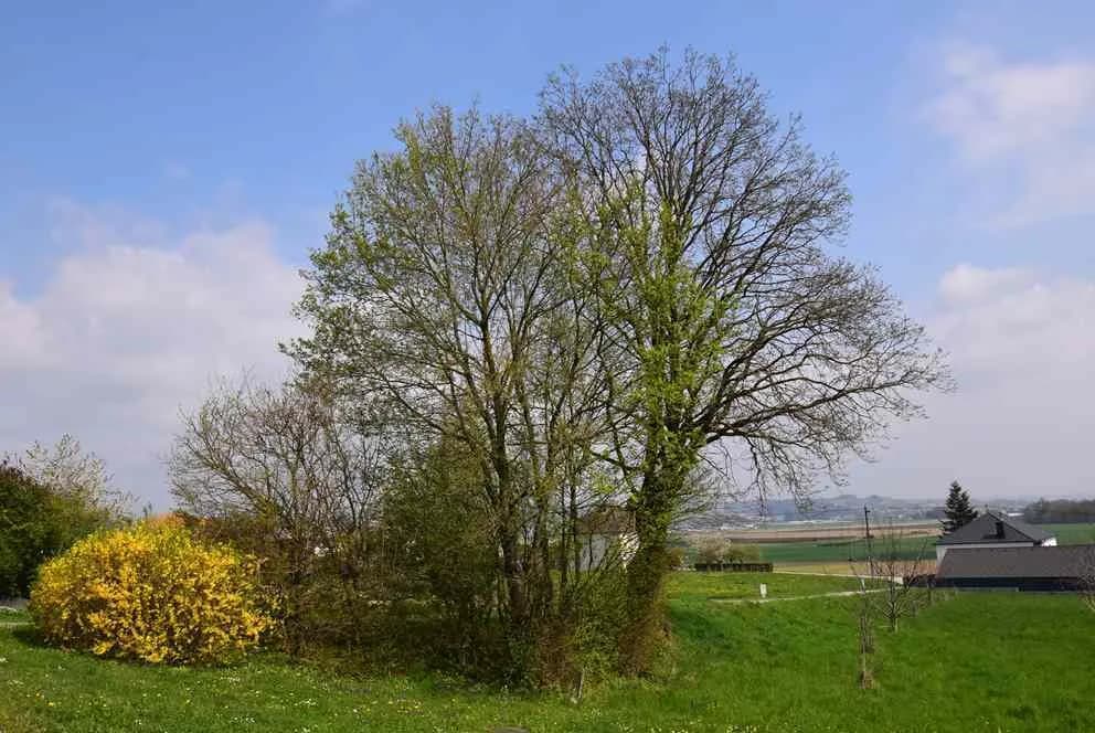 6-Zimmer-Haus kaufen in Perg – 164 m², € 665.000 – Bild 10 von 14