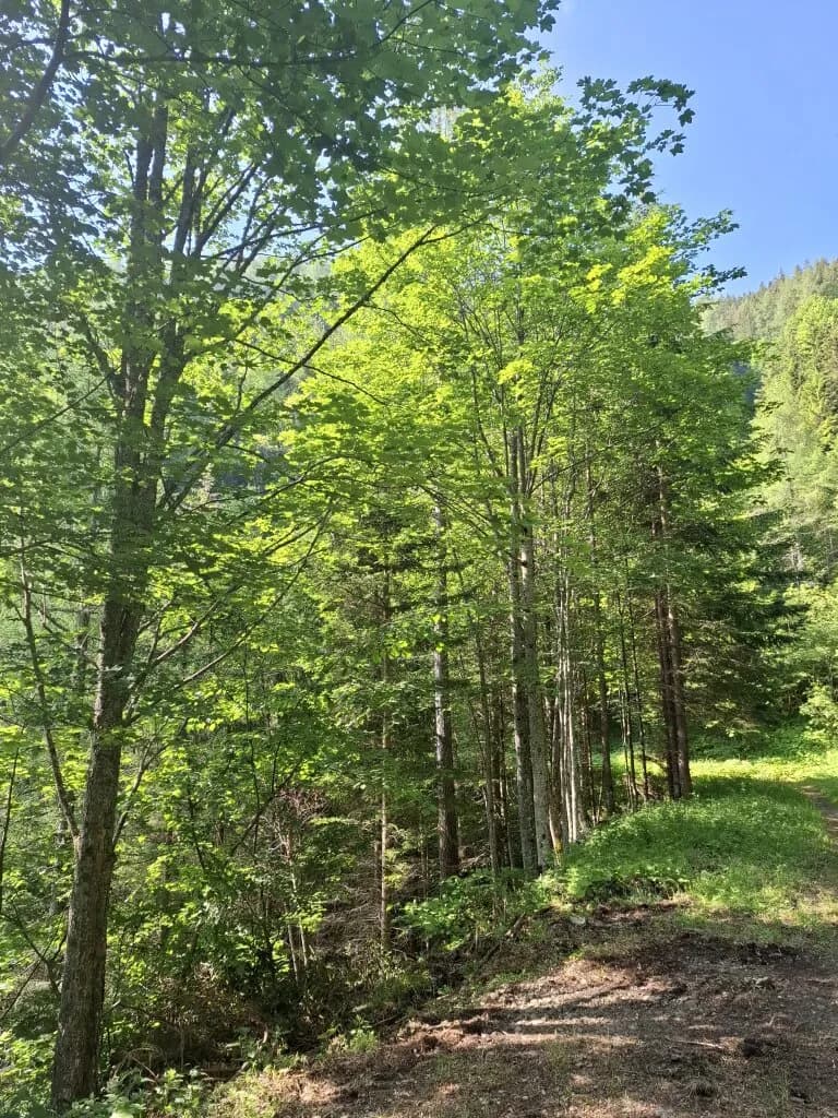 Immobilie kaufen in Bruck-Mürzzuschlag – 326 760 m² – Bild 2 von 5