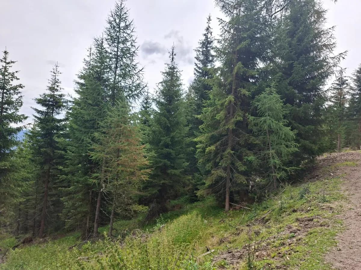 Grundstück kaufen in Tamsweg – 245 071 m², € 391.500 – Bild 3 von 5