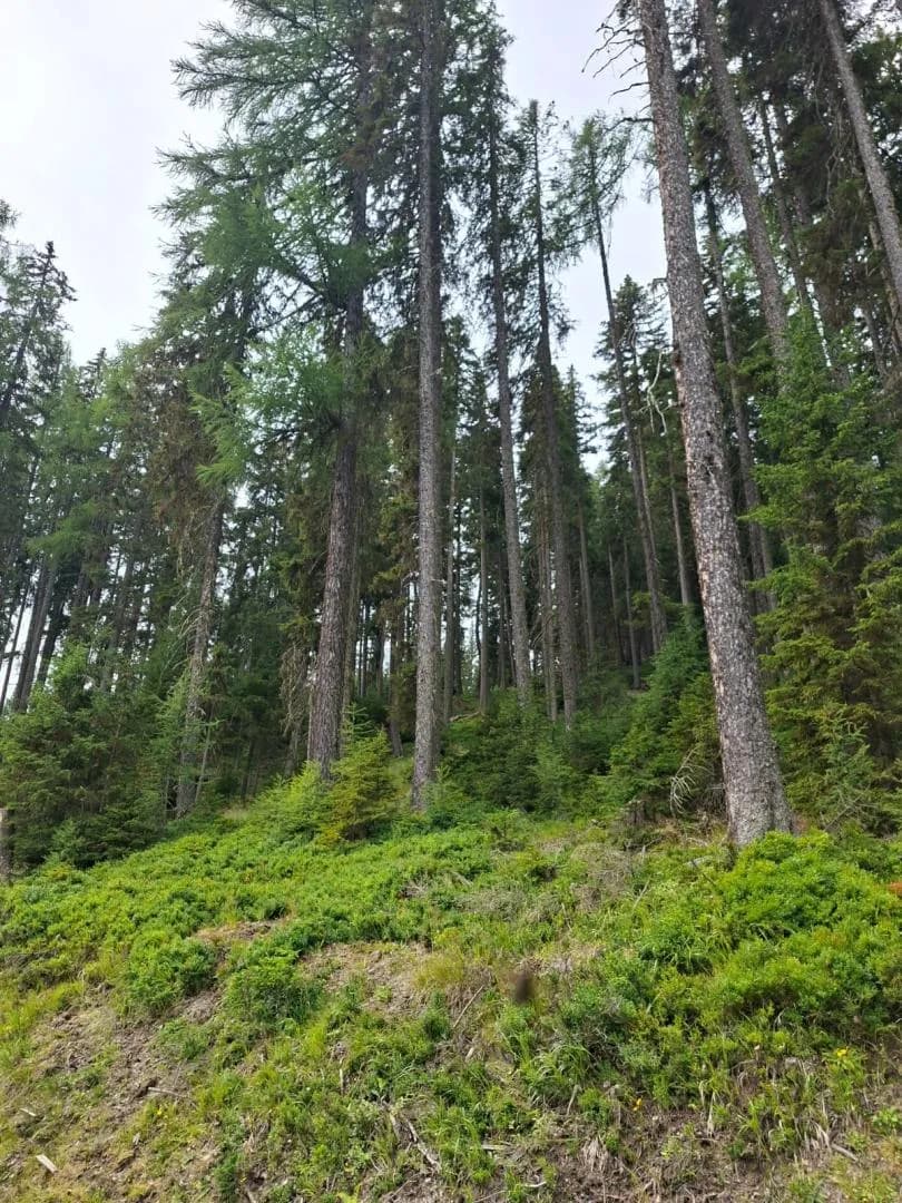 Grundstück kaufen in Tamsweg – 245 071 m², € 391.500 – Bild 4 von 5