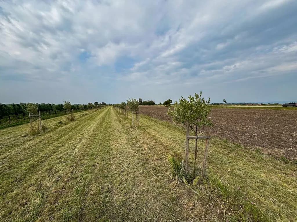 Grundstück kaufen in Neusiedl am See – 7 992 m², € 45.000