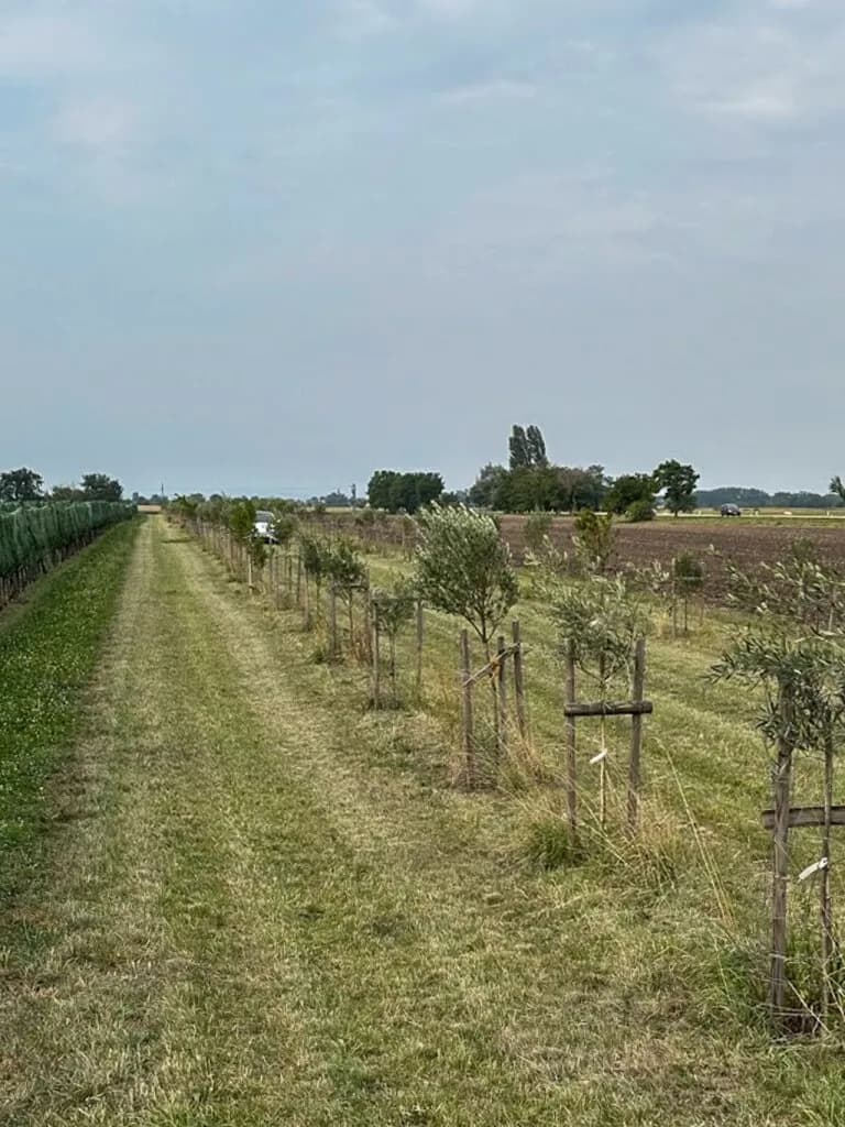 Grundstück kaufen in Neusiedl am See – 7 992 m², € 45.000 – Bild 2 von 13