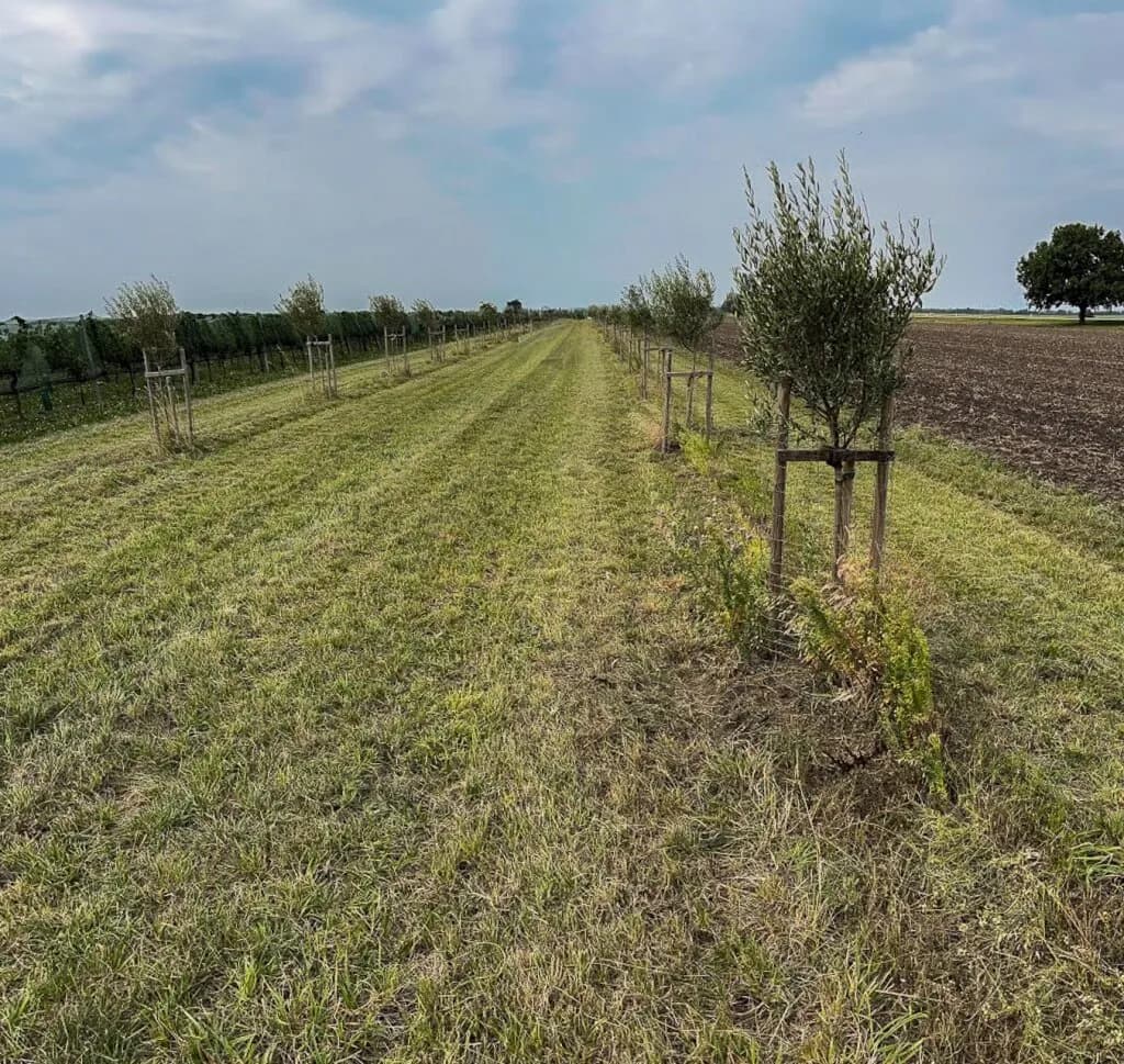 Grundstück kaufen in Neusiedl am See – 7 992 m², € 45.000 – Bild 3 von 13