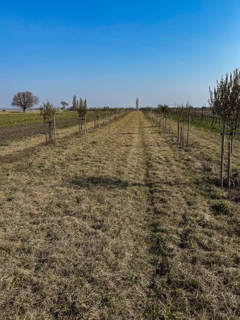 Grundstück kaufen in Neusiedl am See – 7 992 m², € 45.000 – Bild 4 von 13