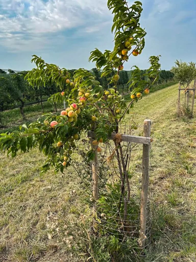 Grundstück kaufen in Neusiedl am See – 7 992 m², € 45.000 – Bild 5 von 13