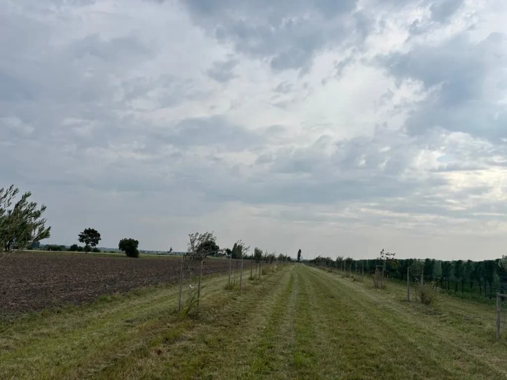 Grundstück kaufen in Neusiedl am See – 7 992 m², € 45.000 – Bild 6 von 13
