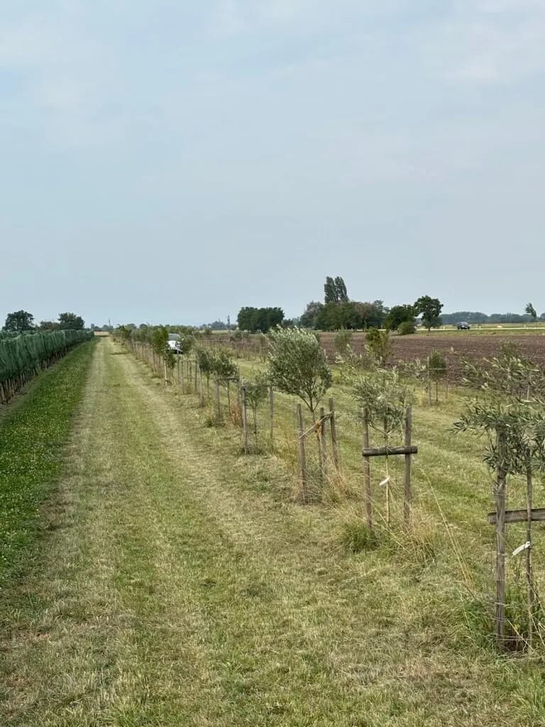 Grundstück kaufen in Neusiedl am See – 7 992 m², € 45.000 – Bild 8 von 13