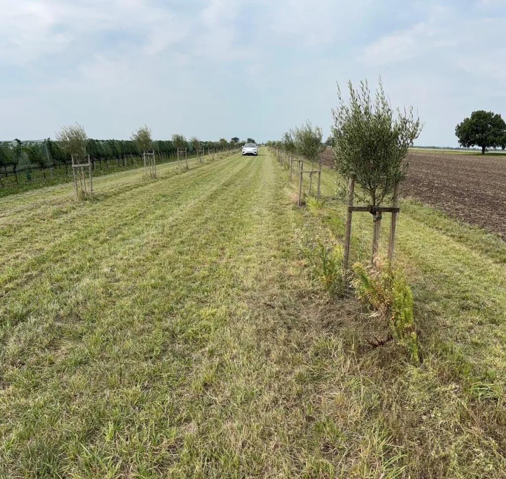 Grundstück kaufen in Neusiedl am See – 7 992 m², € 45.000 – Bild 9 von 13
